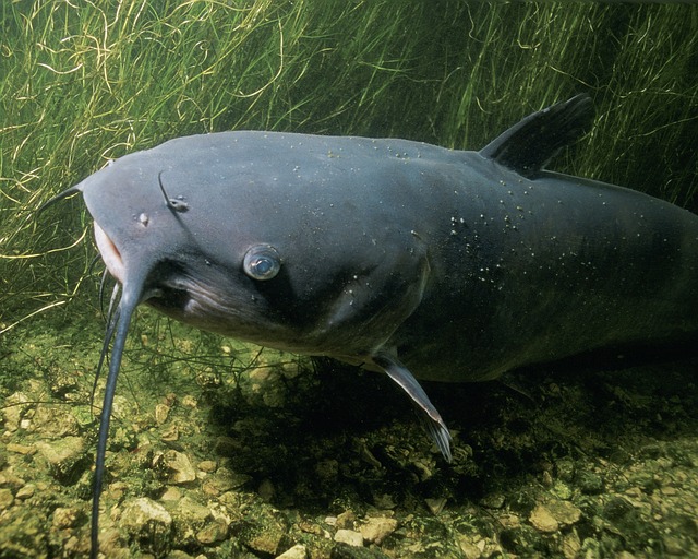Lakes, Rivers, Kayaking, Fishing, Water, Scenery