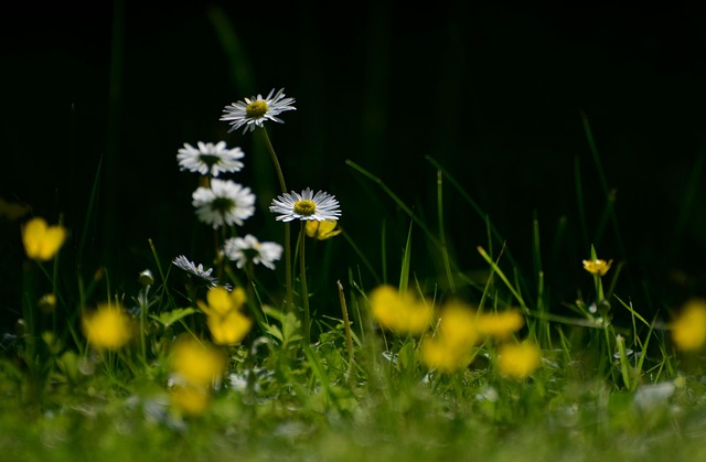 lawn-care-640x480-30254260.jpeg