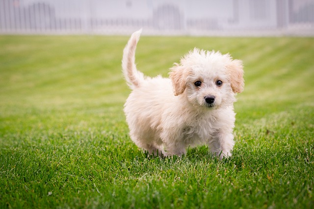 Lawn Care