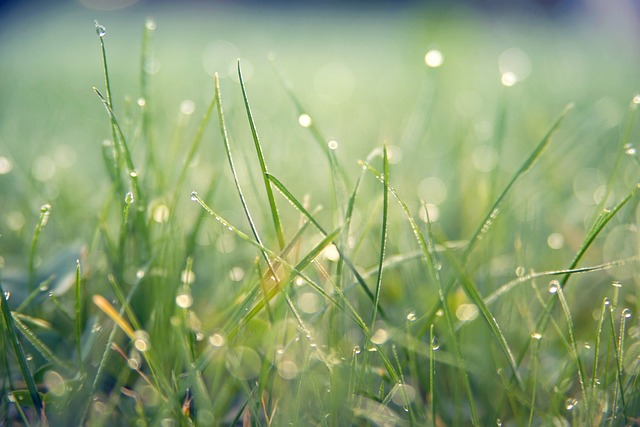 lawn-care-640x480-75690272.jpeg