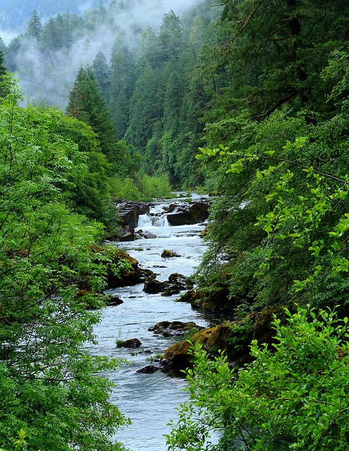 legal, support, Oregon, grandparents, guide, assistance