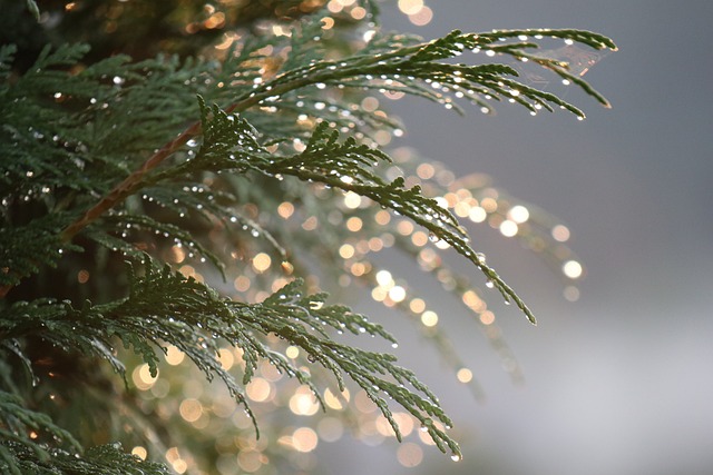 lights