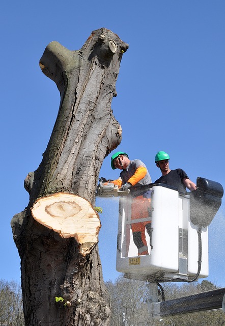 logging