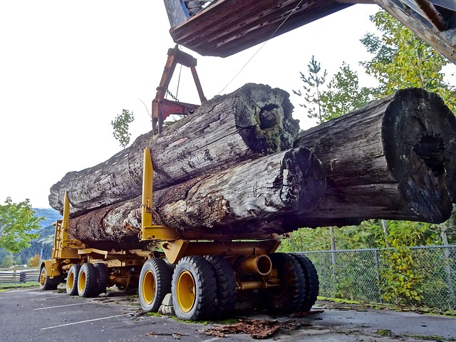 logging-timber-sawmills-forests-oregon-i-640x480-32770450.jpeg