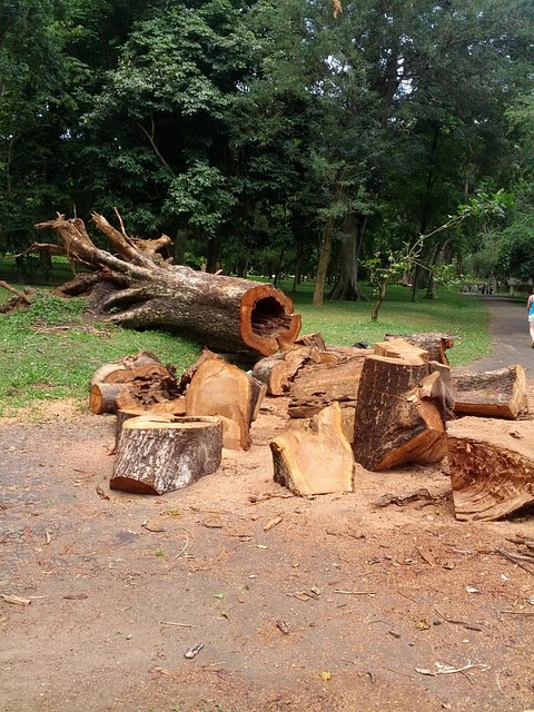 logging, timber, sawmills, forests, Oregon, industry