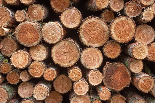 logging-timber-sawmills-forests-oregon-i-640x480-4973639.jpeg