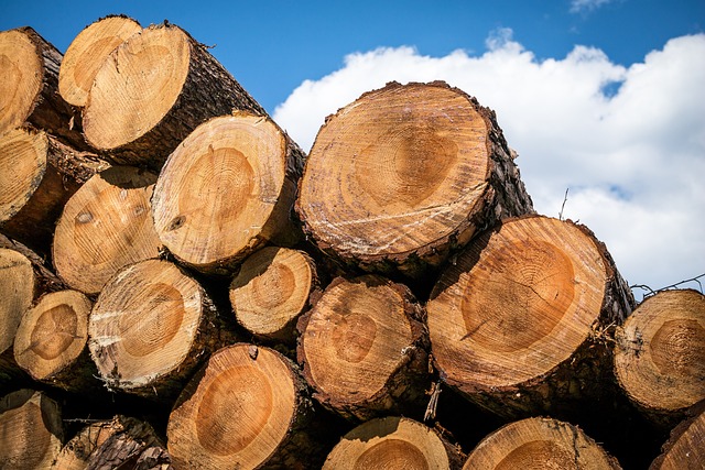logging-timber-sawmills-forests-oregon-i-640x480-5204308.jpeg