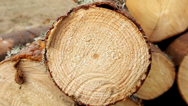 logging, timber, sawmills, forests, Oregon, industry