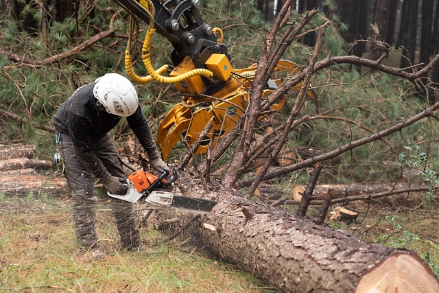 logging, timber, sawmills, forests, Oregon, industry