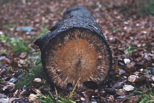 logging-timber-sawmills-forests-oregon-i-640x480-74418280.jpeg