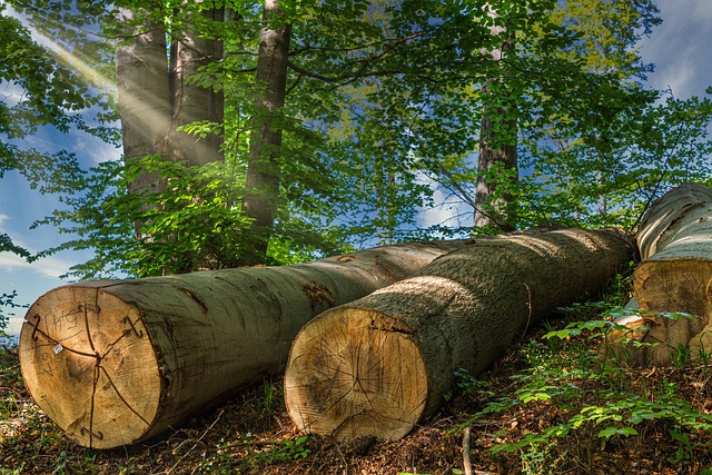 logging-timber-sawmills-forests-oregon-i-640x480-85094580.jpeg