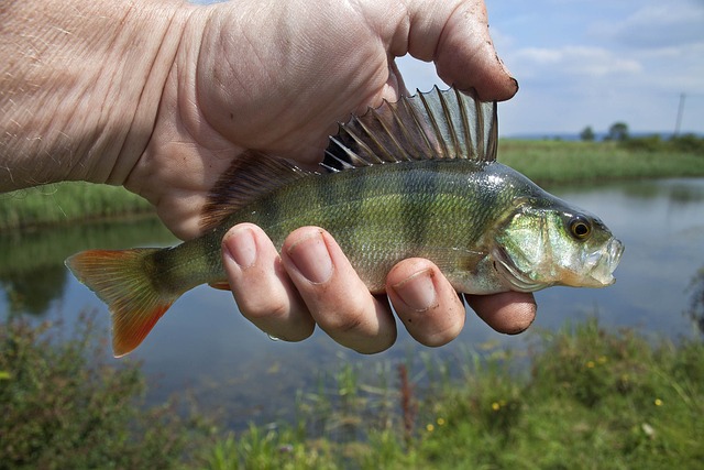 McKenzie, fishing, river, bass, flyfishing, nature