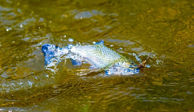 McKenzie, fishing, river, bass, flyfishing, nature