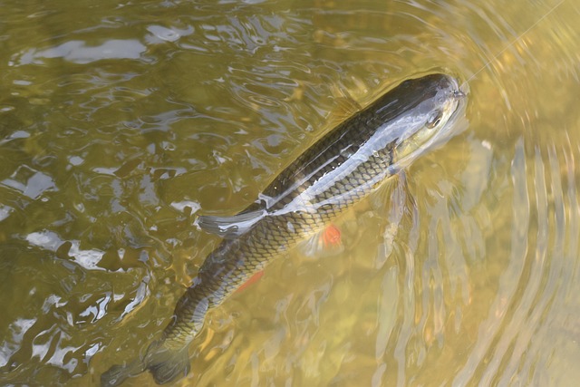 McKenzie, fishing, river, bass, flyfishing, nature