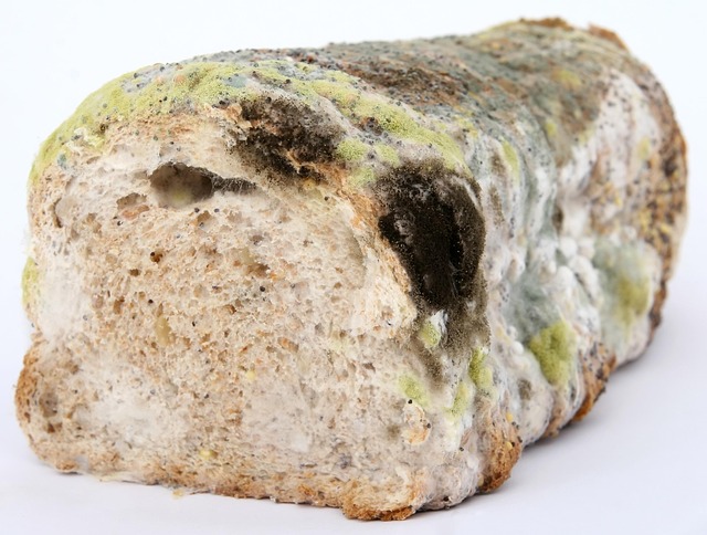 mold