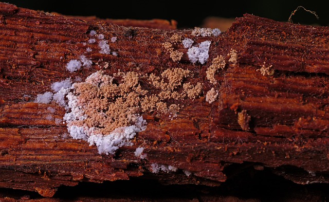mold