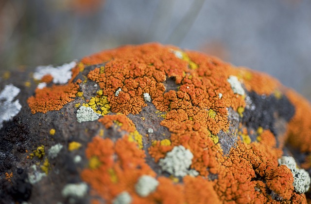 mold, moisture, house, damage, fungus, walls
