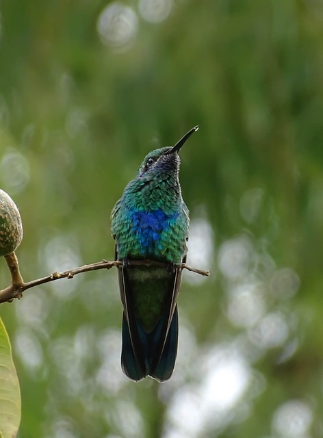 nature