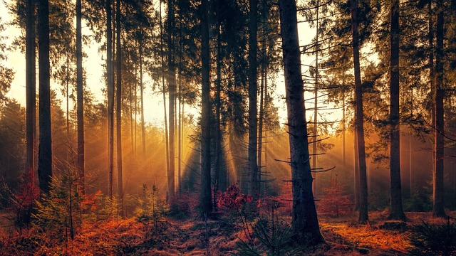 nature