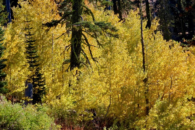 Oregon