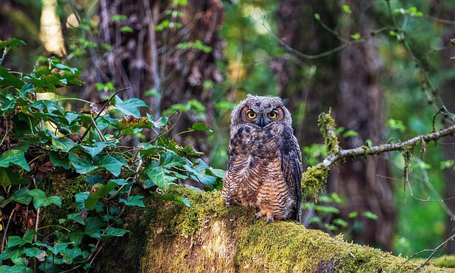 Oregon