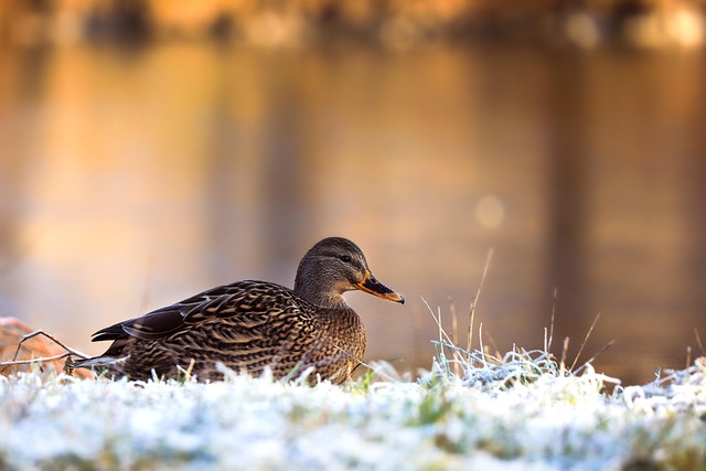 Oregon Ducks