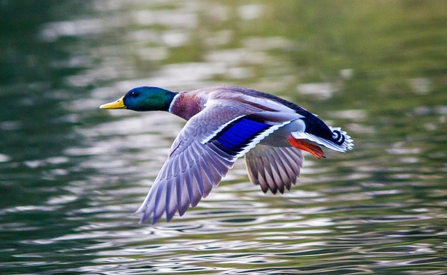 Oregon Ducks