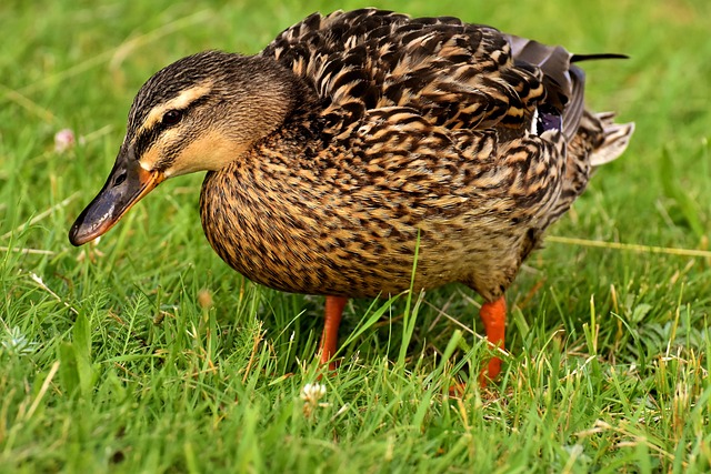 Oregon Ducks