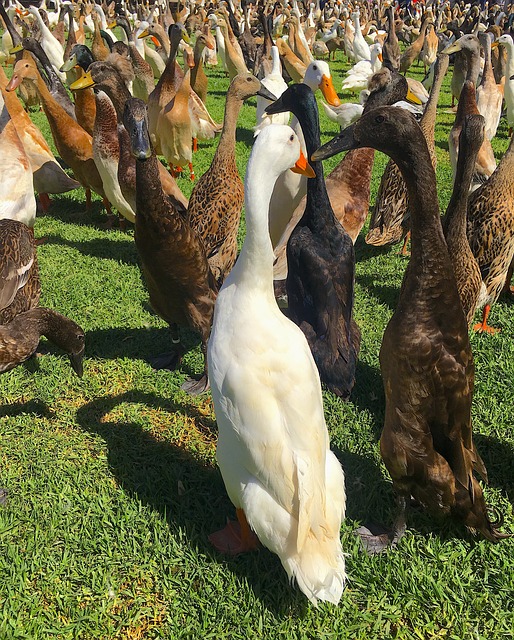 Oregon Ducks