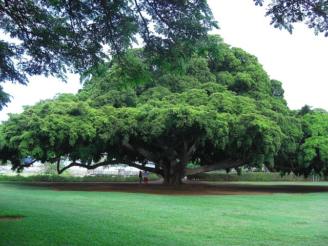 parks-gardens-nature-flowers-trees-green-640x480-22321854.jpeg