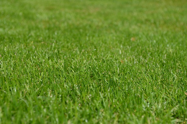 parks-gardens-nature-flowers-trees-green-640x480-28960534.jpeg