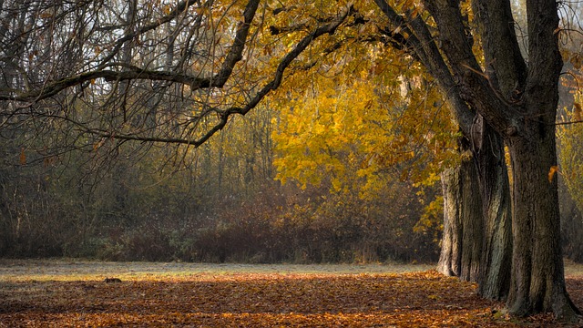 Parks, Gardens, Nature, Flowers, Trees, Greenery