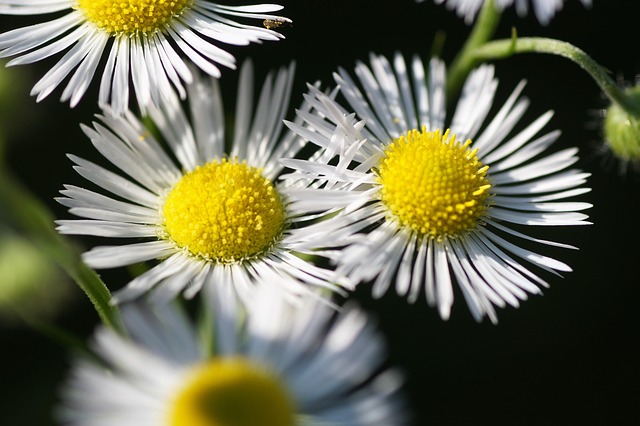 Parks, Gardens, Nature, Flowers, Trees, Greenery