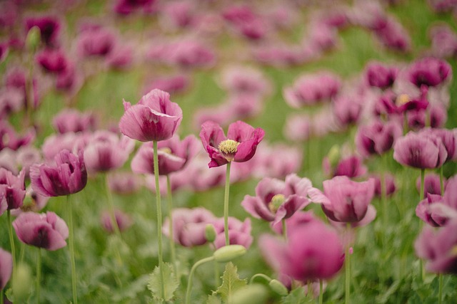 Parks, Gardens, Nature, Flowers, Trees, Greenery