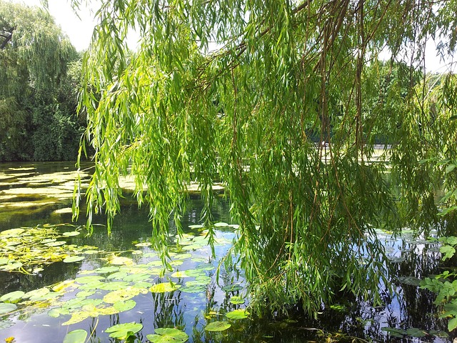 Community Gardens: Green Spaces Nurturing Health & Connection
