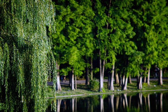 parks-gardens-nature-flowers-trees-green-640x480-61682551.jpeg