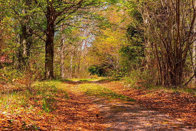 Parks, Gardens, Nature, Flowers, Trees, Greenery