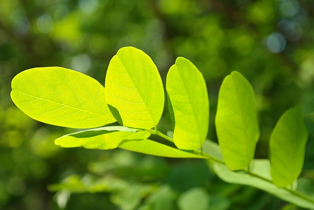 parks-gardens-nature-flowers-trees-green-640x480-68459321.jpeg