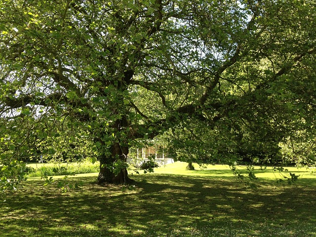 Parks, Gardens, Nature, Flowers, Trees, Greenery