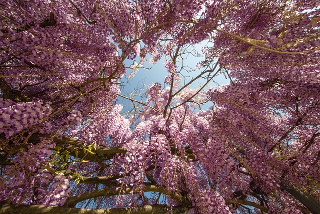 Parks, Gardens, Nature, Flowers, Trees, Greenery