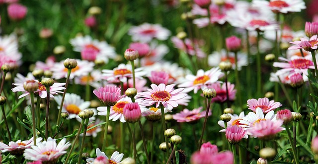 Parks, Gardens, Nature, Flowers, Trees, Greenery