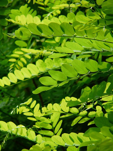 Parks, Gardens, Nature, Flowers, Trees, Greenery