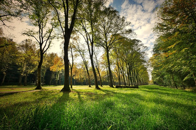 Parks, Gardens, Nature, Flowers, Trees, Greenery