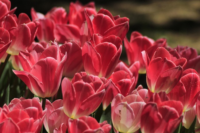 Parks, Gardens, Nature, Flowers, Trees, Greenery