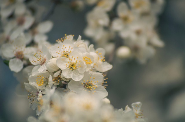 Parks, Gardens, Nature, Flowers, Trees, Greenery