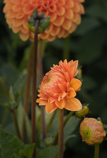 parks-gardens-nature-flowers-trees-green-640x480-96083140.jpeg
