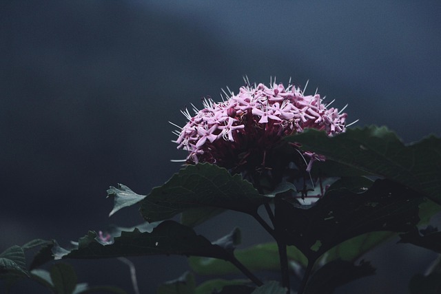 parks-gardens-nature-trails-flowers-picn-640x480-3213452.jpeg