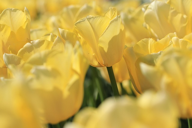 parks-gardens-nature-trails-flowers-picn-640x480-33232097.jpeg