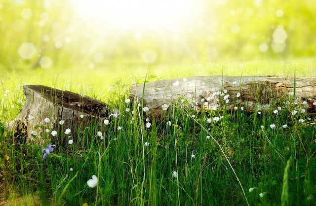 parks, gardens, nature, trails, flowers, picnic