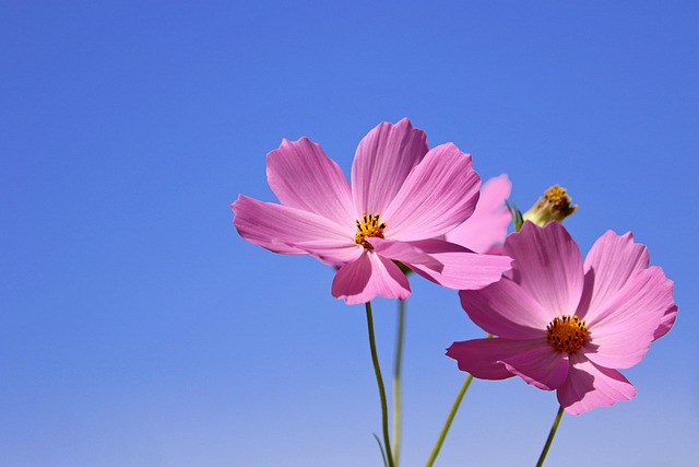 parks, gardens, nature, trails, flowers, picnic